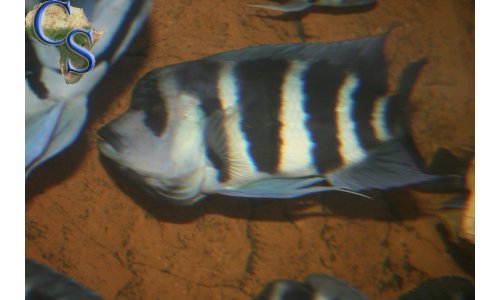 Cyphotilapia Frontosa Blue Zaire Moba